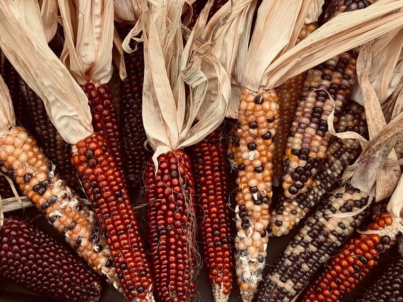 Sharing Harvests