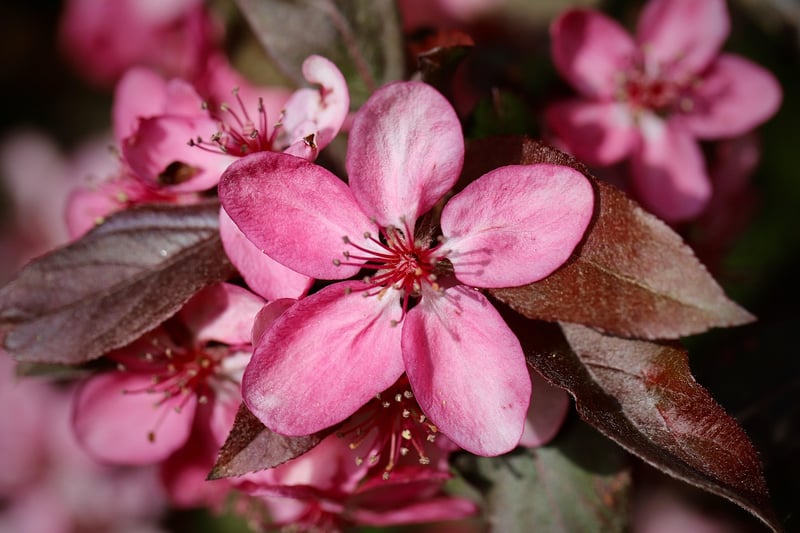 Apple Blossoms