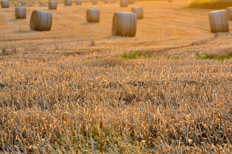 Crop Rotation